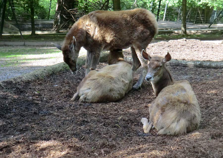 Weißlippenhirsche im Zoologischen Garten Wuppertal im Juni 2013