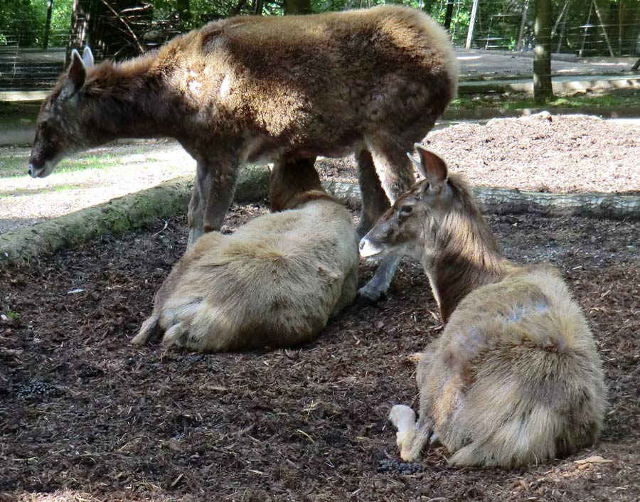 Weißlippenhirsche im Wuppertaler Zoo im Juni 2013