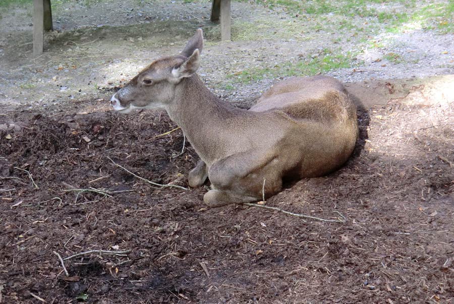 Weißlippenhirsch im Wuppertaler Zoo im Oktober 2013