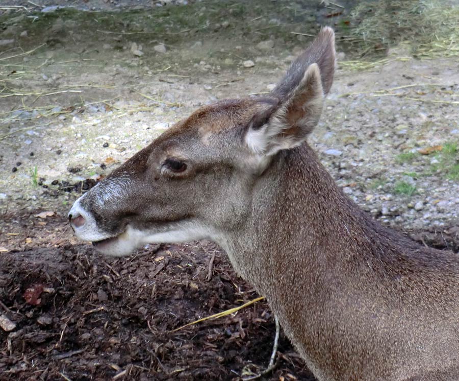 Weißlippenhirsch im Zoo Wuppertal im Oktober 2013