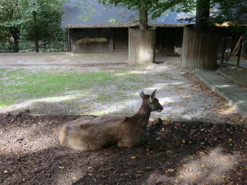 Weißlippenhirsch im Zoologischen Garten Wuppertal im Oktober 2013