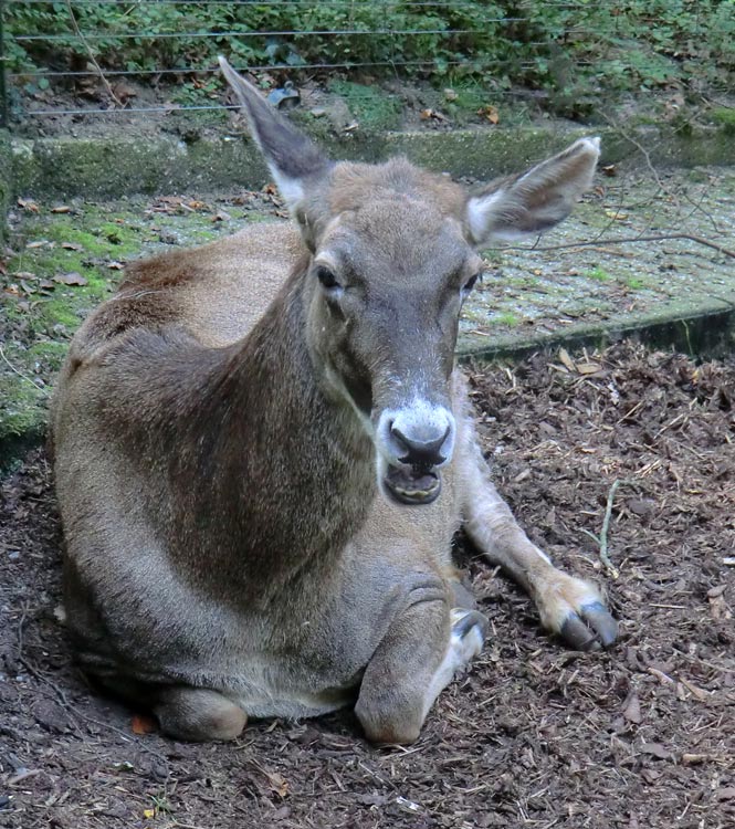 Weißlippenhirsch im Wuppertaler Zoo im Oktober 2013