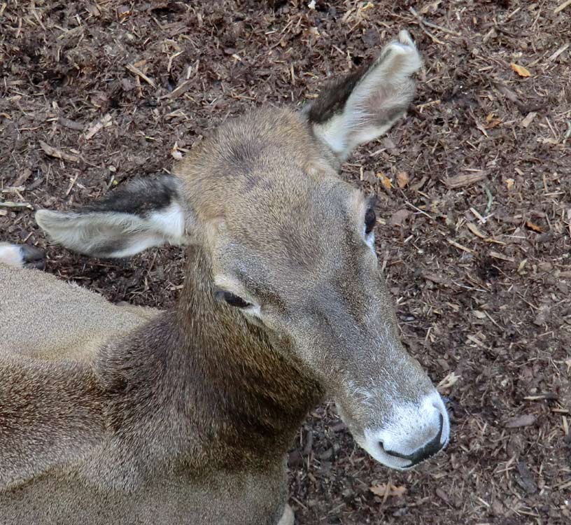 Weißlippenhirsch im Zoo Wuppertal im Oktober 2013