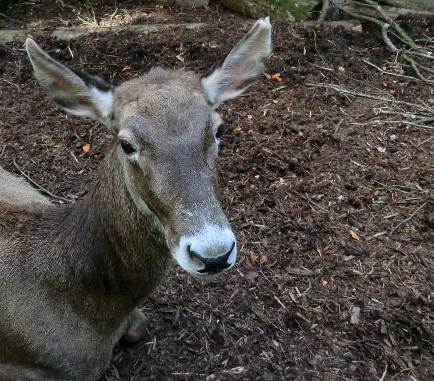 Weißlippenhirsch im Zoologischen Garten Wuppertal im Oktober 2013