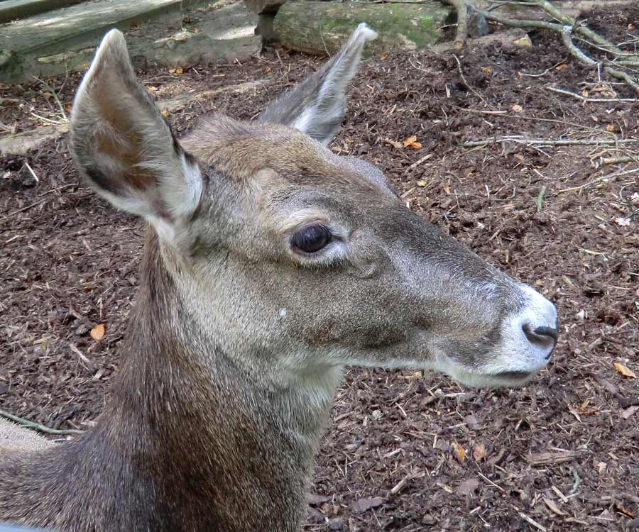 Weißlippenhirsch im Wuppertaler Zoo im Oktober 2013