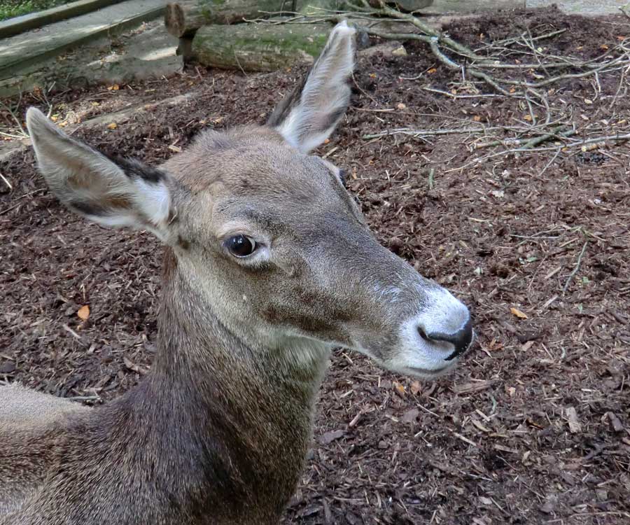 Weißlippenhirsch im Zoo Wuppertal im Oktober 2013