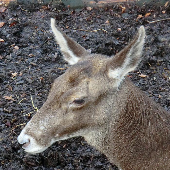 Weißlippenhirsch im Wuppertaler Zoo im Dezember 2013