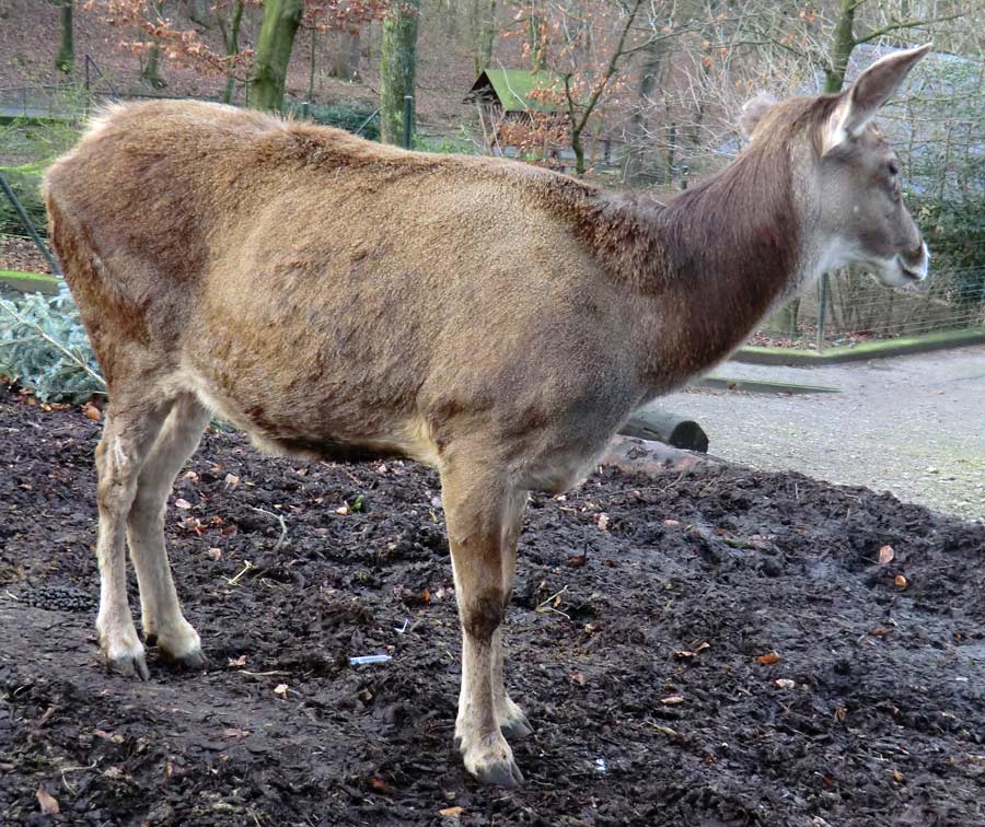 Weißlippenhirsch im Zoo Wuppertal im Dezember 2013