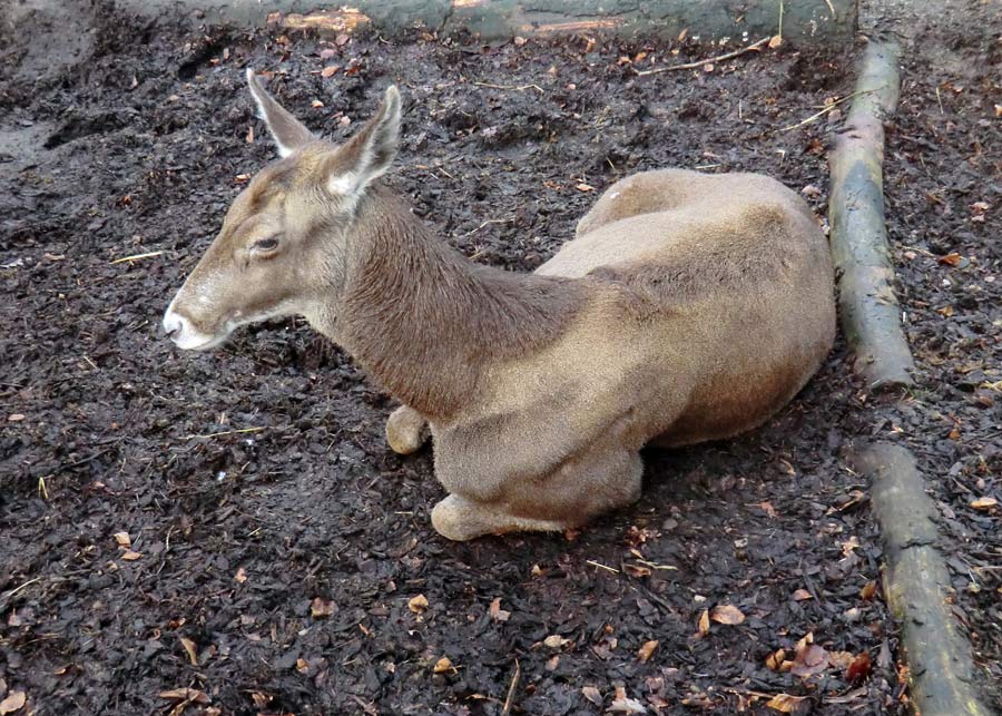 Weißlippenhirsch im Zoologischen Garten Wuppertal im Dezember 2013