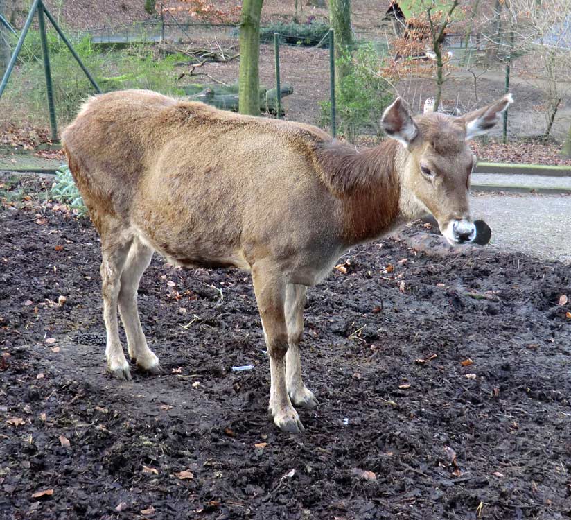 Weißlippenhirsch im Wuppertaler Zoo im Dezember 2013