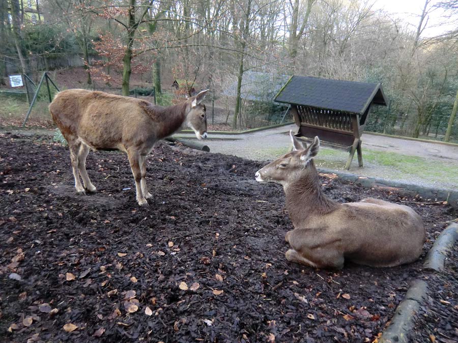 Weißlippenhirsche im Zoo Wuppertal im Dezember 2013