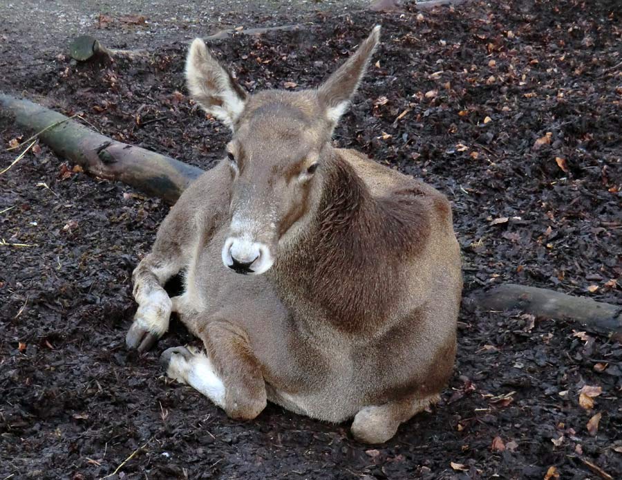 Weißlippenhirsch im Zoologischen Garten Wuppertal im Dezember 2013