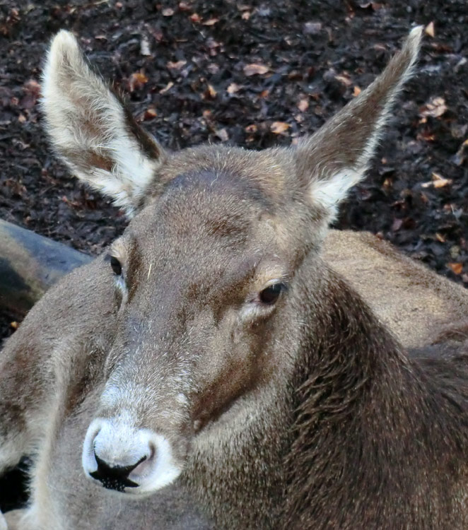 Weißlippenhirsch im Wuppertaler Zoo im Dezember 2013