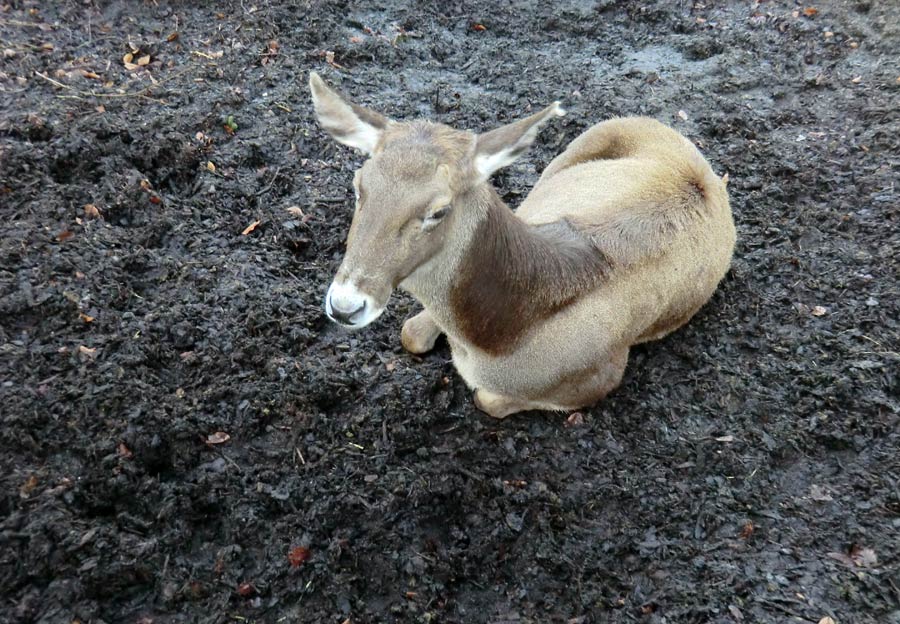 Weißlippenhirsch im Zoo Wuppertal im Januar 2014