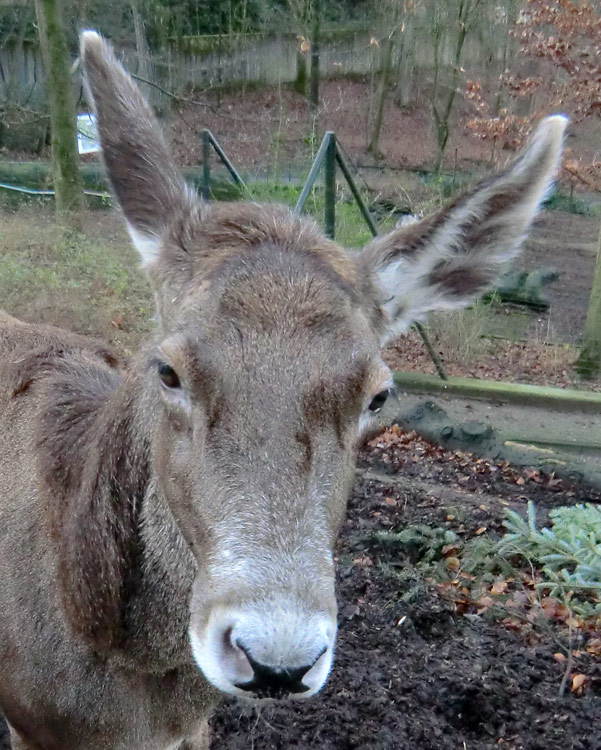 Weißlippenhirsch im Wuppertaler Zoo im Januar 2014