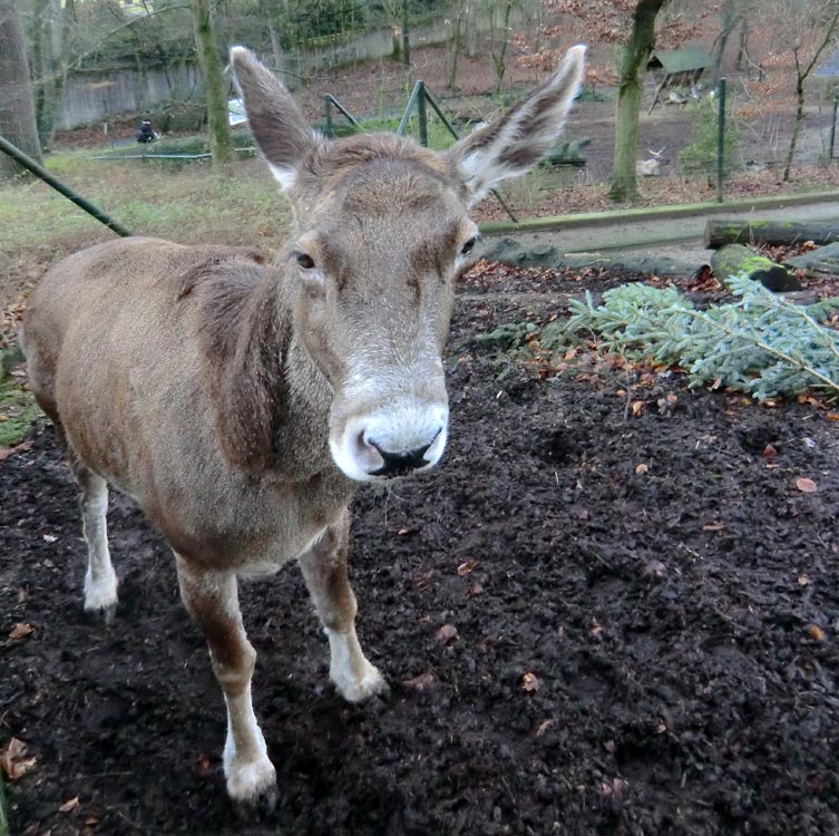 Weißlippenhirsch im Zoologischen Garten Wuppertal im Januar 2014