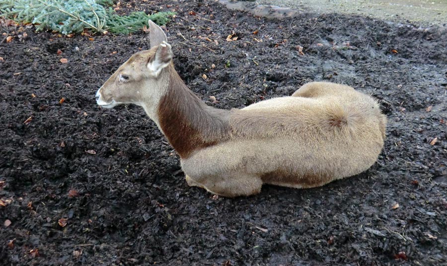 Weißlippenhirsch im Zoo Wuppertal im Januar 2014