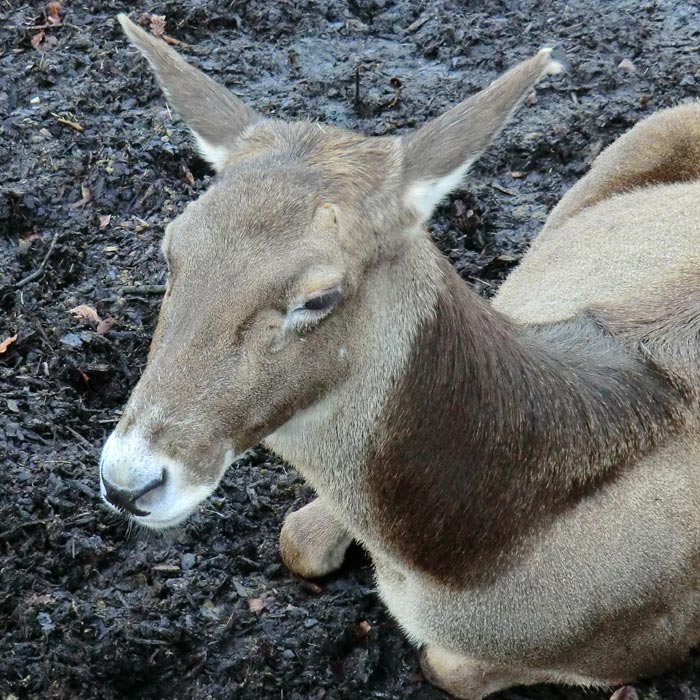 Weißlippenhirsch im Wuppertaler Zoo im Januar 2014