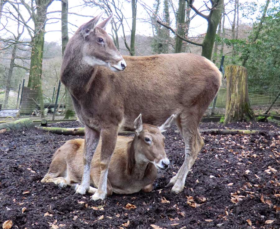 Weißlippenhirsche im Zoologischen Garten Wuppertal im Februar 2014