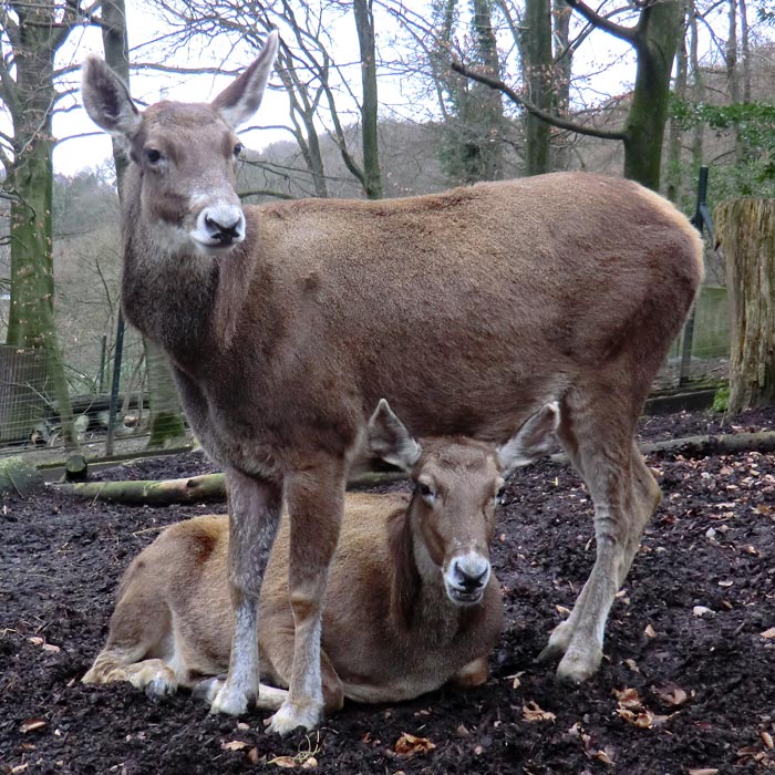 Rentier im Wuppertaler Zoo im Februar 2014