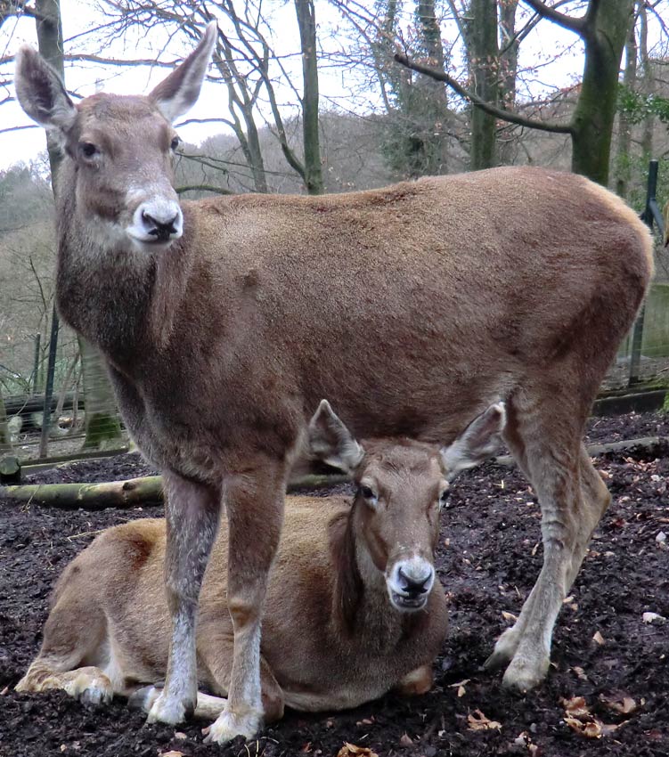 Weißlippenhirscheee im Wuppertaler Zoo im Februar 2014