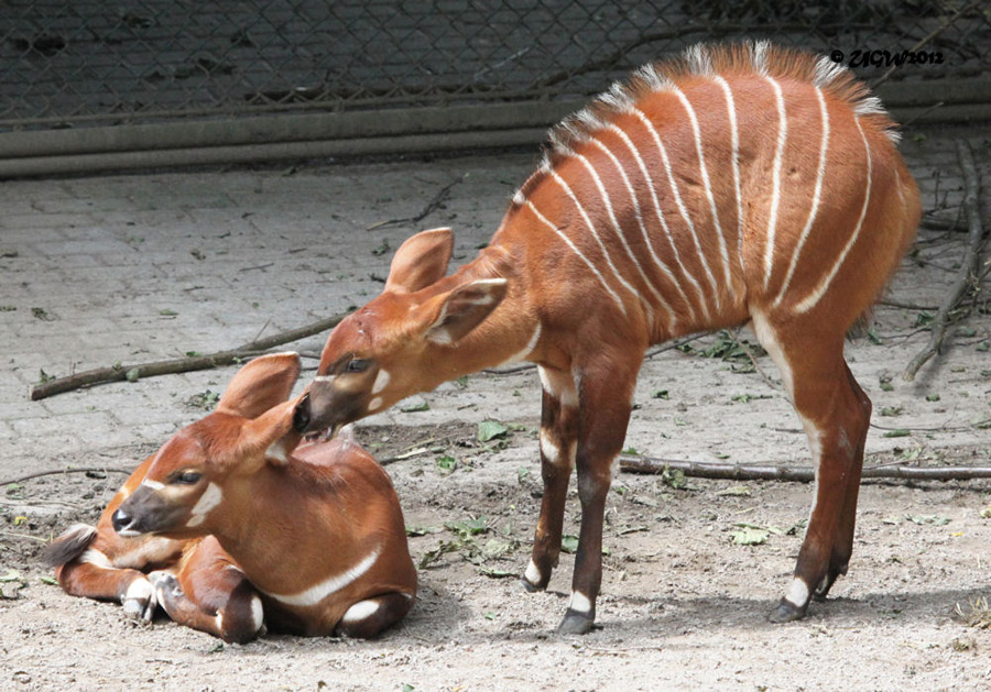 Bongo Jungtiere im Zoo Wuppertal am 22. Juli 2012 (Foto UGW)