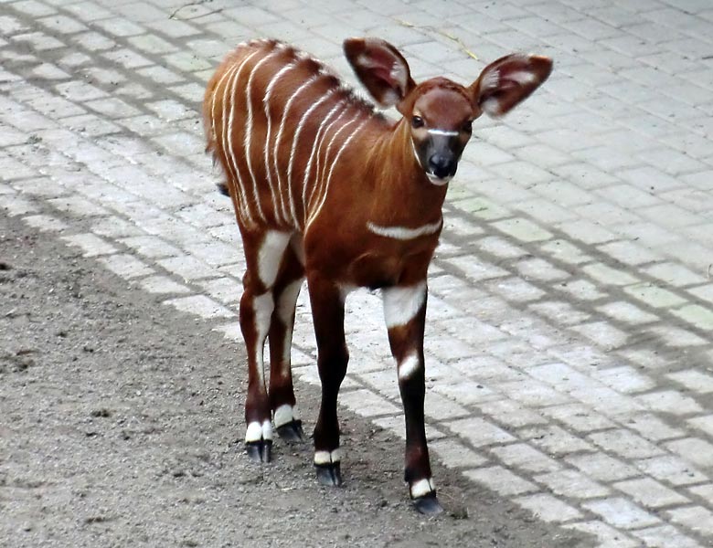 Archiv-Bild: Bongo-Jungtier am 7. März 2014 im Grünen Zoo Wuppertal