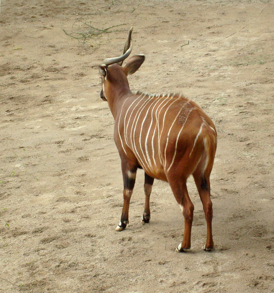 Bongo im Zoologischen Garten Wuppertal im April 2008