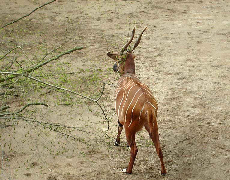 Bongo im Zoo Wuppertal im April 2008