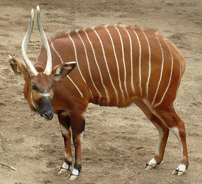 Bongo im Wuppertaler Zoo im April 2008