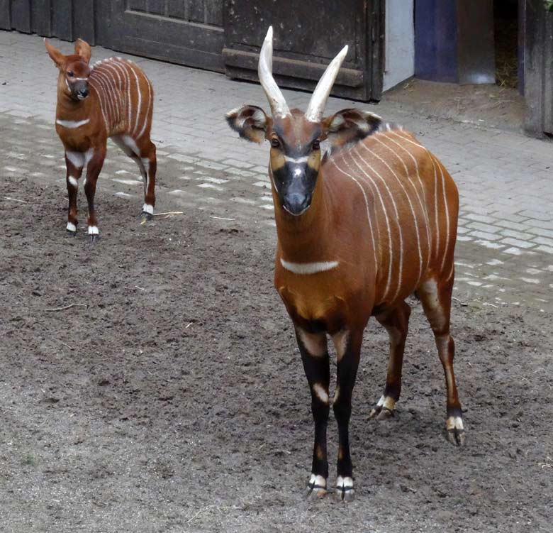 Bongo-Jungtier mit Bongo-Mutter am 22. März 2016 im Wuppertaler Zoo