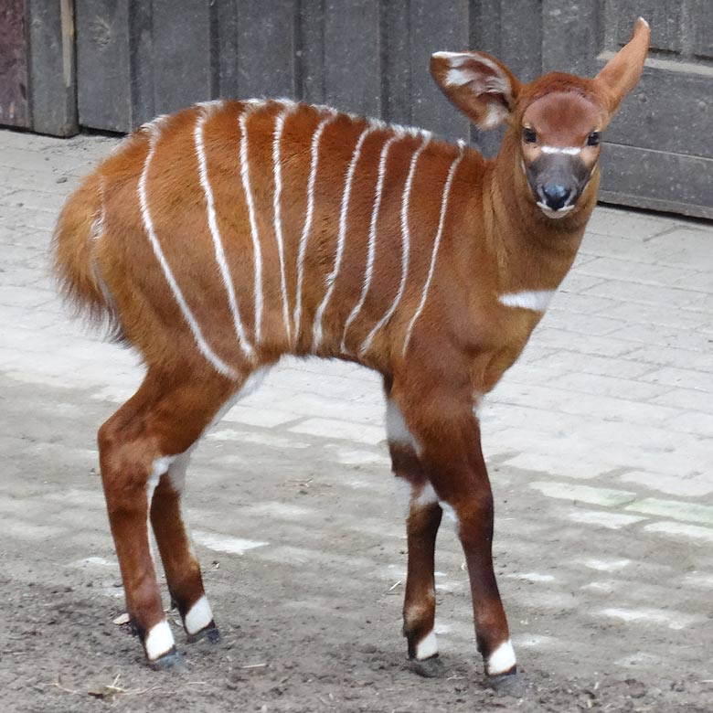 Bongo-Jungtier am 22. März 2016 im Zoologischen Garten der Stadt Wuppertal