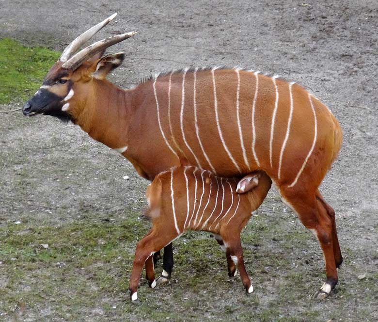 Bongo-Jungtier mit Bongo-Mutter am 27. März 2016 im Zoologischen Garten der Stadt Wuppertal