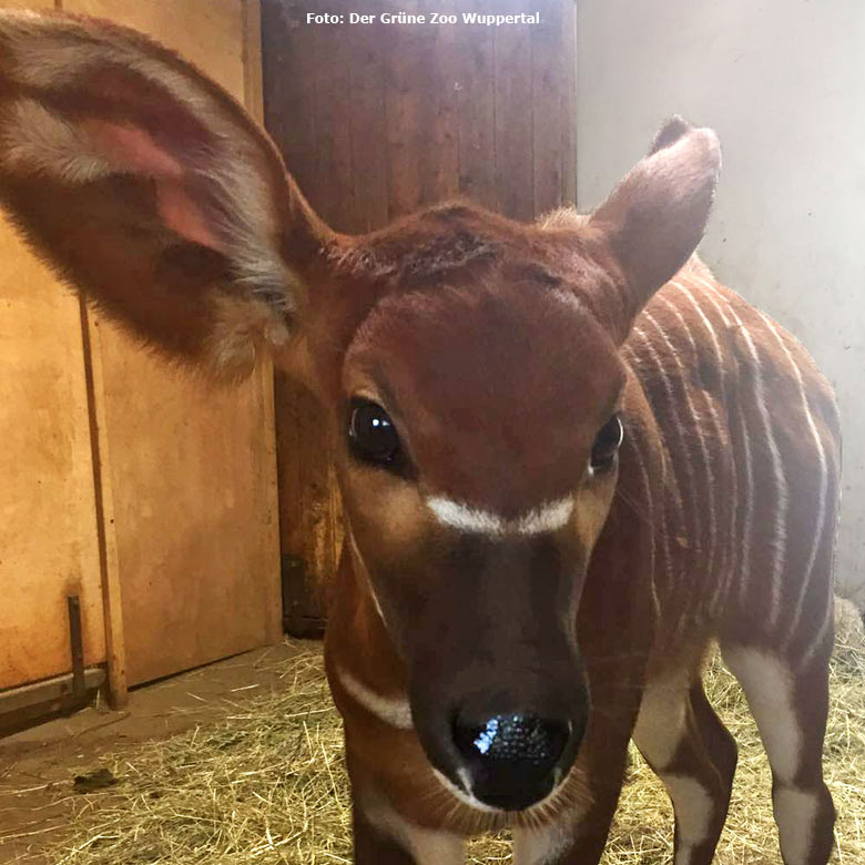 Bongo Jungtier "Ori" im Zoologischen Garten der Stadt Wuppertal (Foto Der Grüne Zoo Wuppertal)