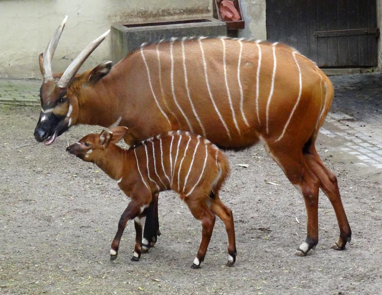 Bongo-Jungtier am 13. Mai 2017 im Grünen Zoo Wuppertal