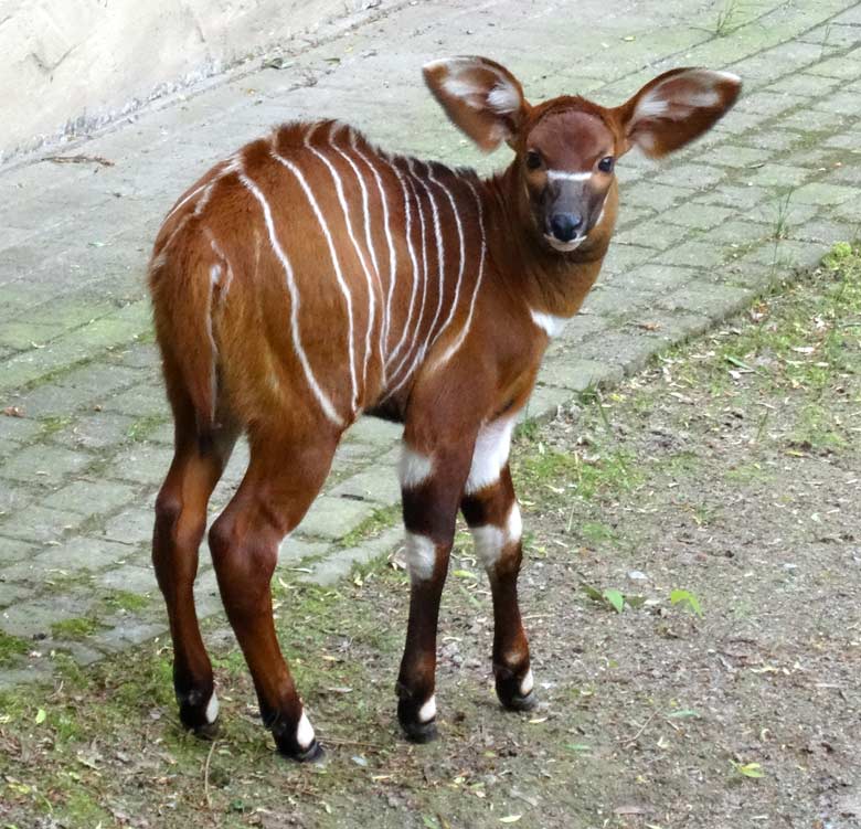 Bongo-Mutter mit Bongo-Jungtier am 13. Mai 2017 im Wuppertaler Zoo