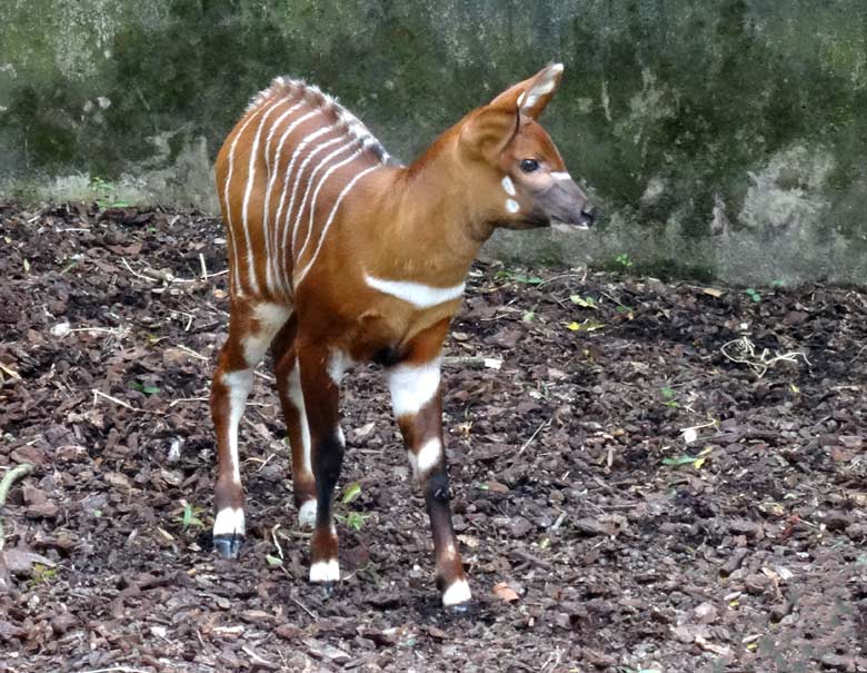 Bongo-Mutter mit Bongo-Jungtier am 13. Mai 2017 im Grünen Zoo Wuppertal