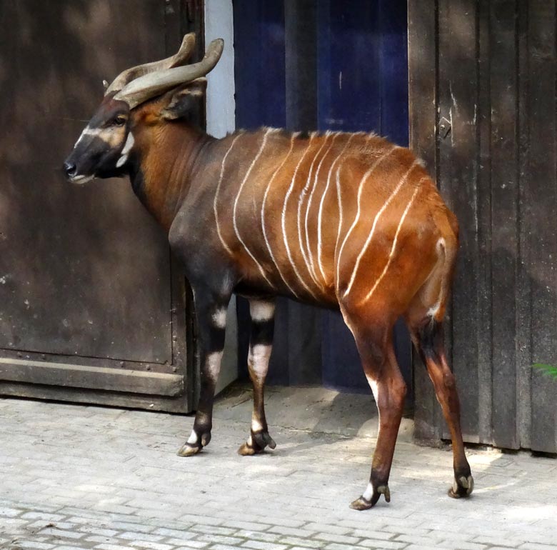 Bongo-Männchen am 7. Mai 2017 im Grünen Zoo Wuppertal