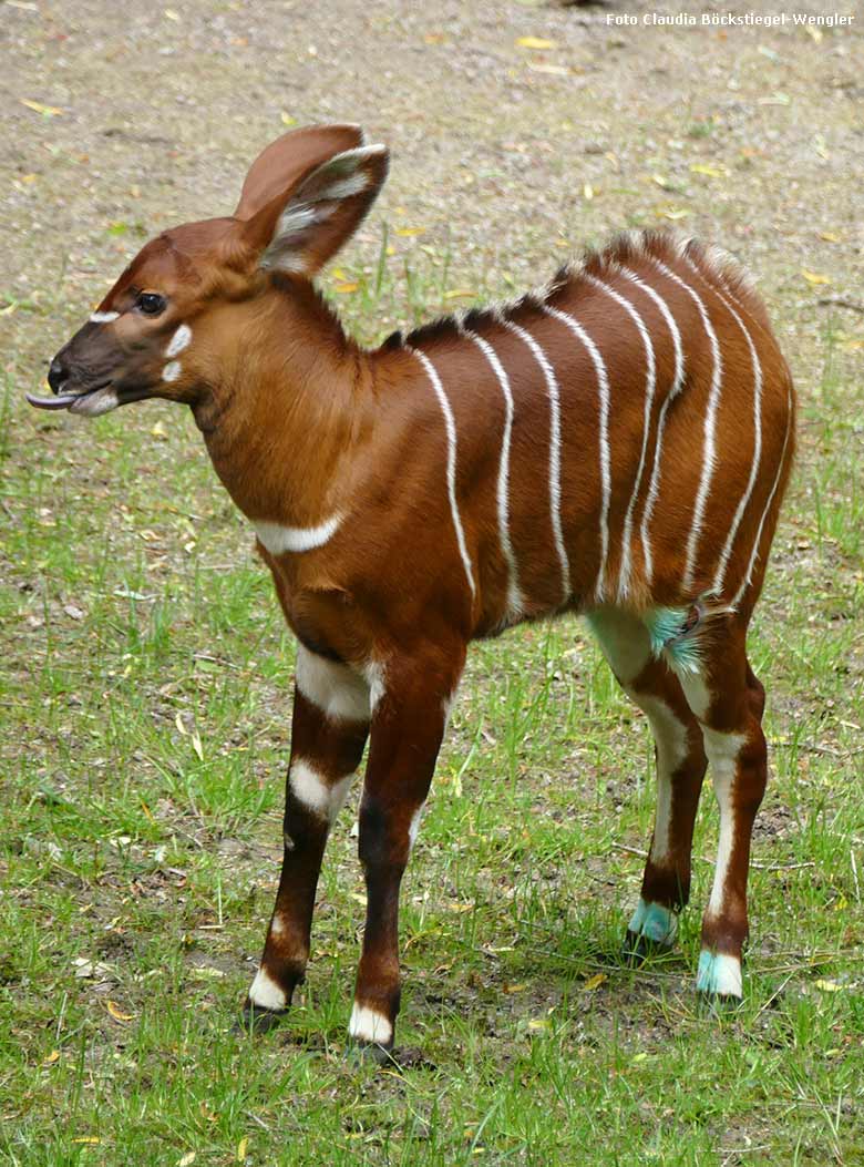 Bongo-Jungtier am 13. Mai 2017 auf der Außenanlage im Wuppertaler Zoo (Foto Claudia Böckstiegel-Wengler)