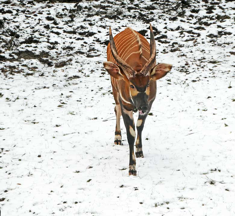 Duisburger Bongo-Männchen KIVULI am 12. Februar 2018 auf der Außenanlage im Zoo Wuppertal