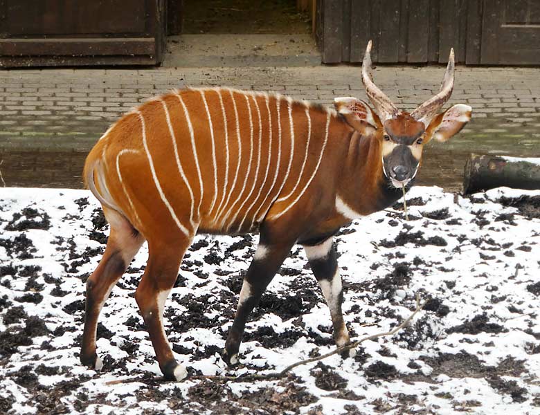 Duisburger Bongo-Männchen KIVULI am 12. Februar 2018 auf der Außenanlage im Zoologischen Garten der Stadt Wuppertal