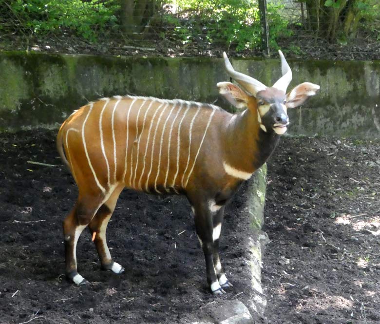 Duisburger Bongo-Männchen KIVULI am 20. Mai 2018 im Wuppertaler Zoo