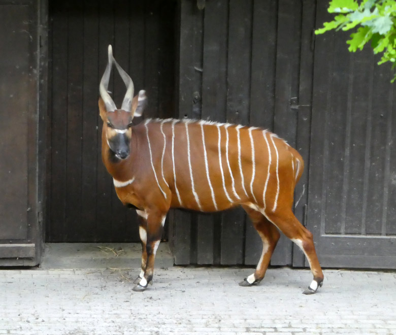 Duisburger Bongo-Weibchen ZOLA am 21. Mai 2018 im Zoologischen Garten Wuppertal