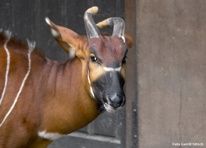 Älteres Bongo-Jungtier am 10. August 2018 auf der Außenanlage im Zoologischen Garten Wuppertal (Foto Gerrit Nitsch)