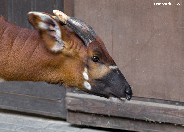 Älteres Bongo-Jungtier am 10. August 2018 auf der Außenanlage im Wuppertaler Zoo (Foto Gerrit Nitsch)