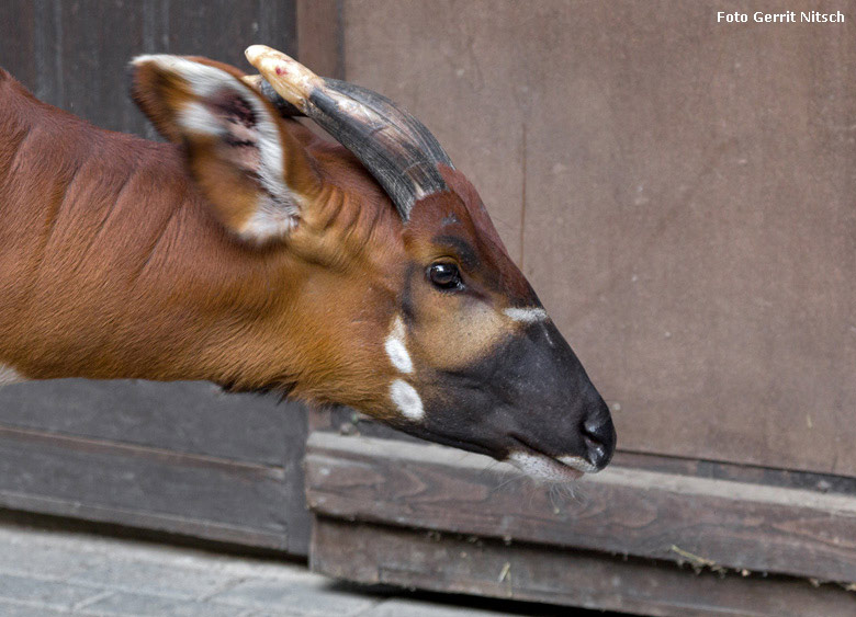 Älteres Bongo-Jungtier am 10. August 2018 auf der Außenanlage im Wuppertaler Zoo (Foto Gerrit Nitsch)