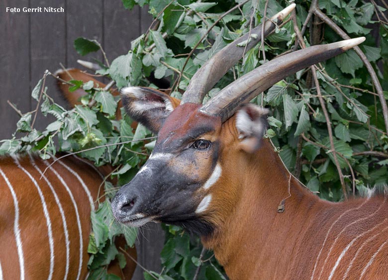 Bongo-Mutter am 10. August 2018 auf der Außenanlage im Zoo Wuppertal (Foto Gerrit Nitsch)