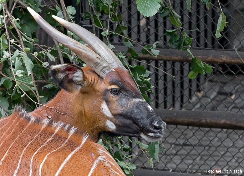 Bongo-Mutter am 10. August 2018 auf der Außenanlage im Grünen Zoo Wuppertal (Foto Gerrit Nitsch)