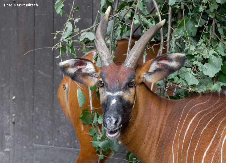 Bongo-Mutter am 10. August 2018 auf der Außenanlage im Zoologischen Garten der Stadt Wuppertal (Foto Gerrit Nitsch)