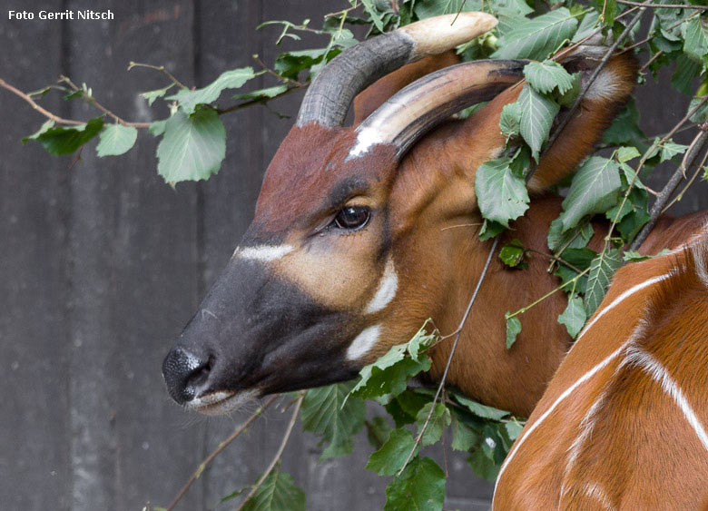 Älteres Bongo-Jungtier am 10. August 2018 auf der Außenanlage im Wuppertaler Zoo (Foto Gerrit Nitsch)